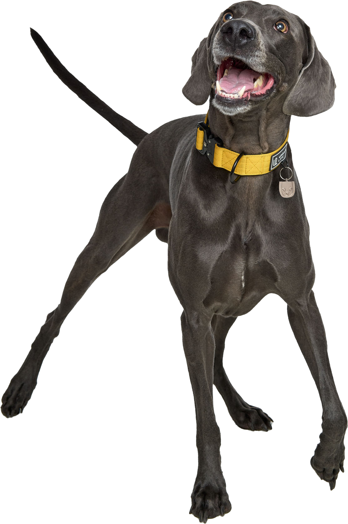 homepage dog image